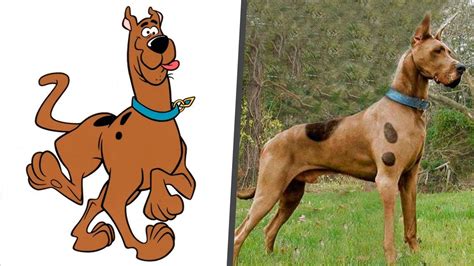 scooby doo wiki|scooby doo in real life.